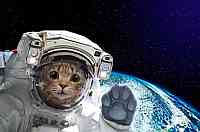 Katze